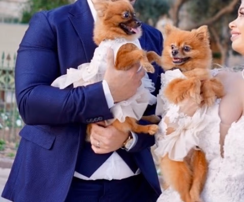 Dog dresses , photo 3